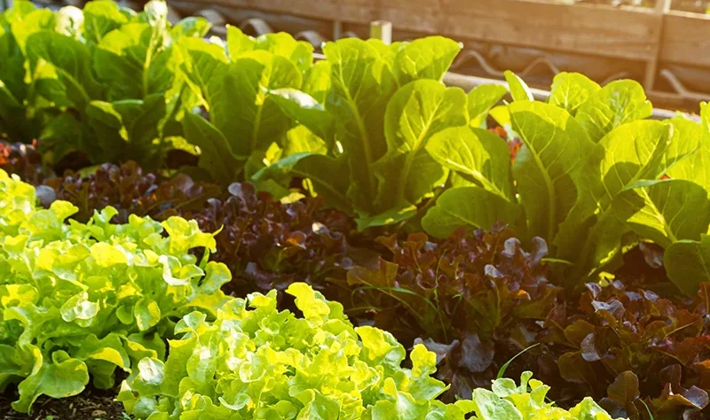Crops and Vegetable Suitable for Witbank (Mpumalanga) has a moderate climate warm summers (up to 30’c) and cool winter (Down to 5’c) with summer rainfall. The climate support both summer and winter crops.