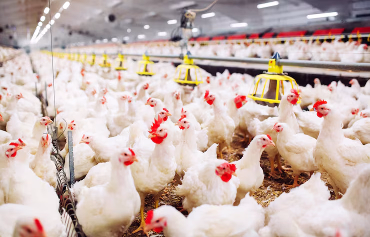 Rearing broiler chickens for premium –quality meat supply to wholesalers, retailers, butcheries, and restaurants.