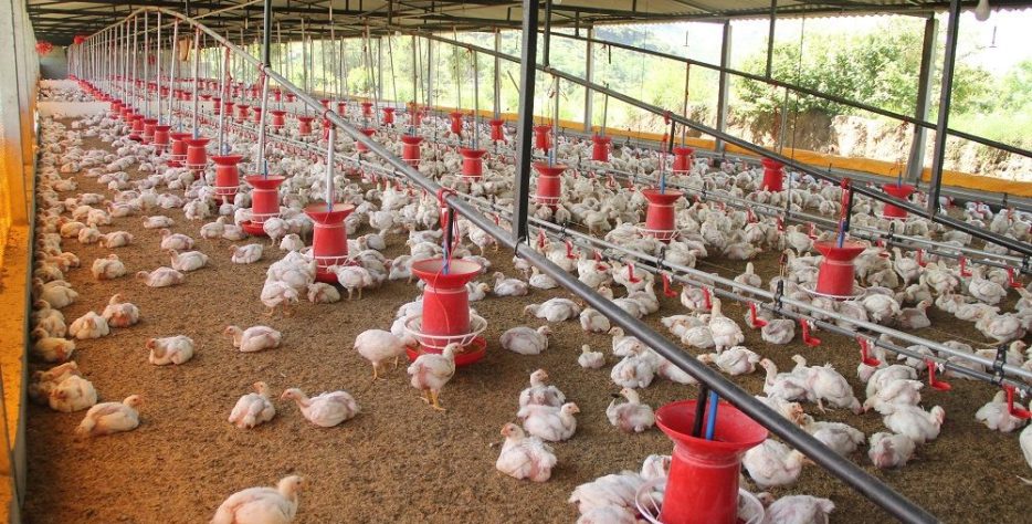 Formulating and supplying nutritionally balanced feed to ensure healthy growth and high productivity